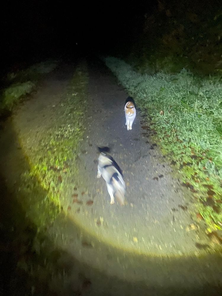A torch beam on a blurred terrier and a ginger and white cat on a dark lane