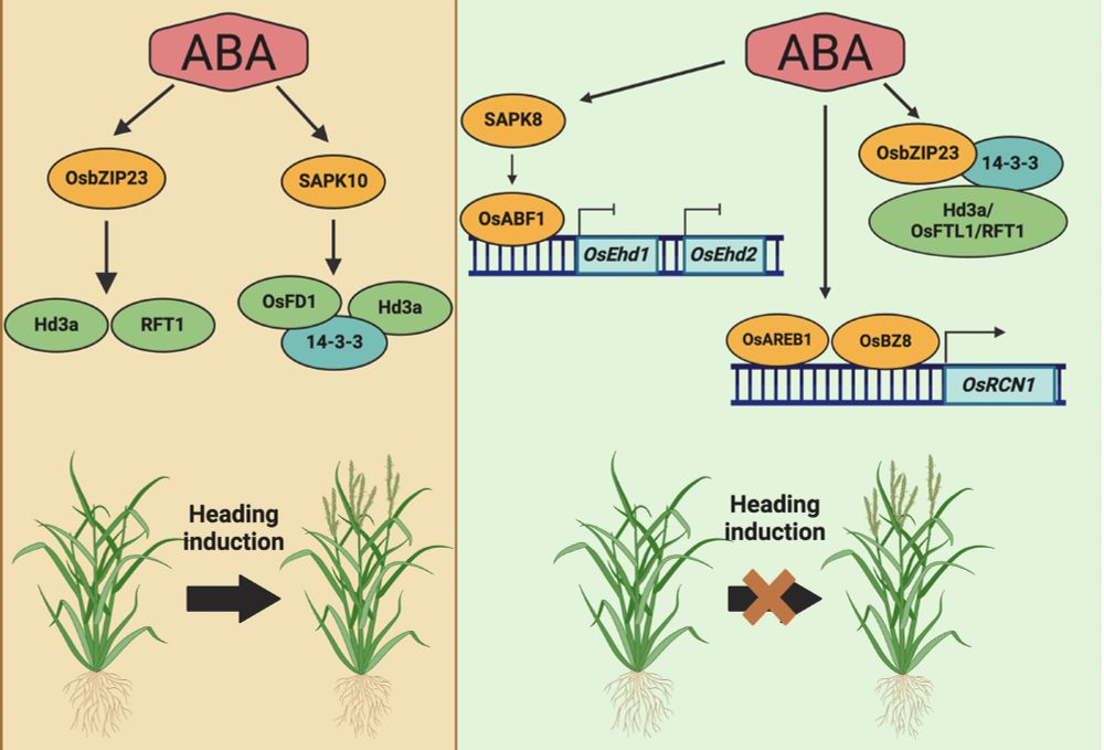 Role of ABA in regulation of heading in rice. ABA can promote and delay heading time in rice. ABA-dependent transcription factor, OsbZIP23, positively regulates homologs of FLOWERING LOCUS T (FT), Heading date 3a (Hd3a) and RICE FLOWERING LOCUS T1 (RFT1). Furthermore, ABA-dependent kinase, STRESS-ACTIVATED PROTEIN KINASE10 (SAPK10), phosphorylates FLOWERING LOCUS D1 (OsFD1) and promotes formation of Flowering Activation Complex (FAC) built of OsFD1, 14-3-3 proteins and Hd3a. On the other side, ABA can delay heading date. ABA-dependent kinase, SAPK8, phosphorylates ABRE BINDING FACTOR (OsABF1), what in turn represses expression of heading regulators, Early heading date1 (OsEhd1) and OsEhd2. Furthermore, ABA-dependent transcription factors, ABA-RESPONSIVE ELEMENT BINDING PROTEIN 1 (OsAREB1) and ABA RESPONSIVE ELEMENT (ABRE)-BINDING FACTOR8 (OSBZ8), directly activate expression of gene encoding negative regulator of heading, RICE CENTRORADIALIS 1 (OsRCN1). Moreover, OsbZIP23, can interact with Hd3a/Flowering Locus T-like (OsFTL1)/RFT1. It promotes formation of Flowering Repressing Complex (FRC) consisted of OsbZIP23, 14-3-3 proteins and Hd3a/OsFTL1/RFT1 what in turn inhibits heading. Figure was created in BioRender