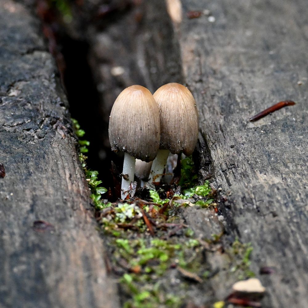 Foto von zwei kleinen, beigen Pilzen, die zwischen zwei Holzplanken wachsen.
