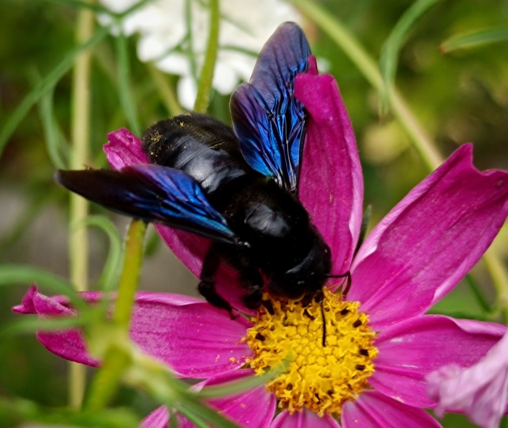 Eine Holzbiene auf der pinken Blüte einer Cosmea. Fotografiert beim aus dem Haus gehen im Vorgarten.