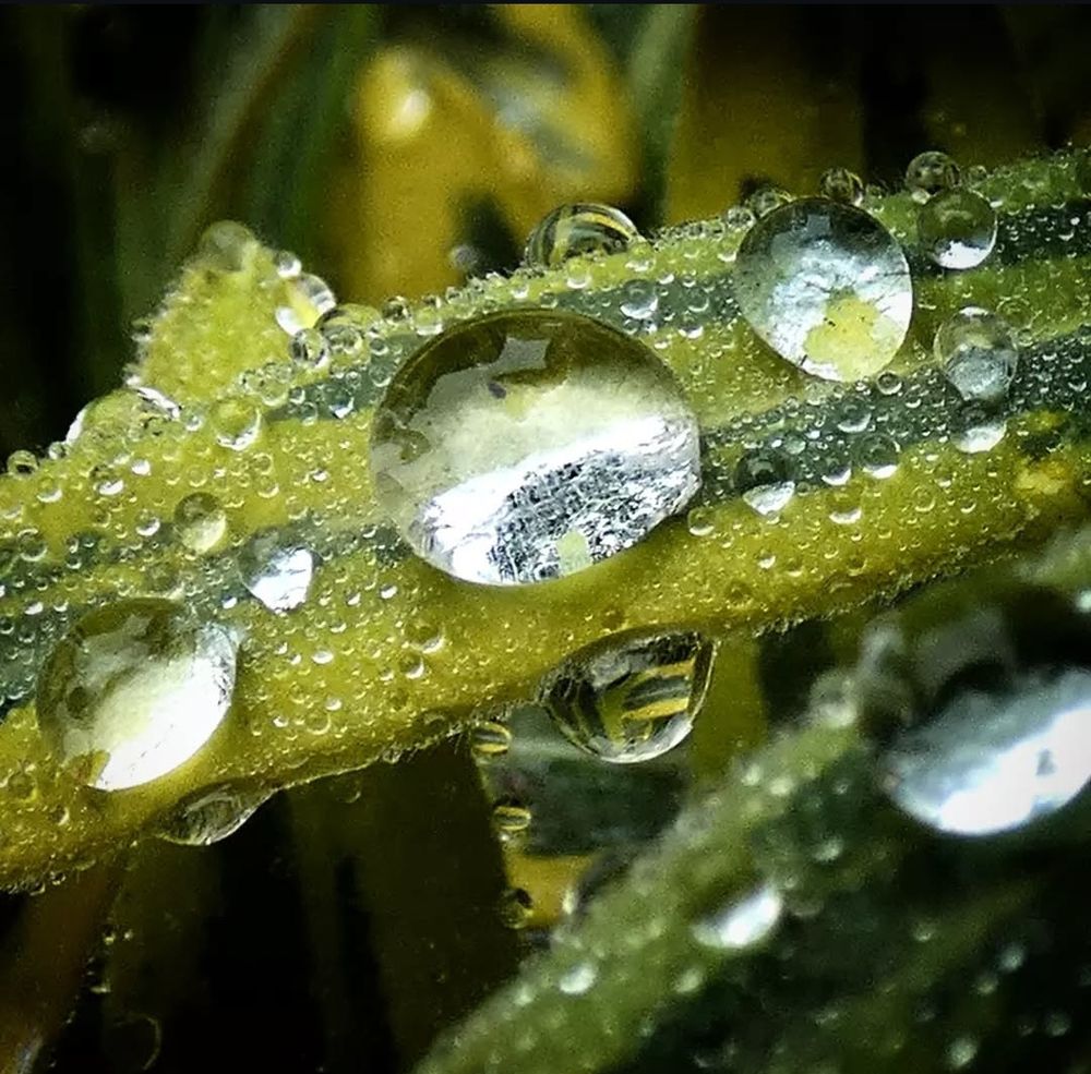Wassertropfen glitzern auf grünen Blättern 