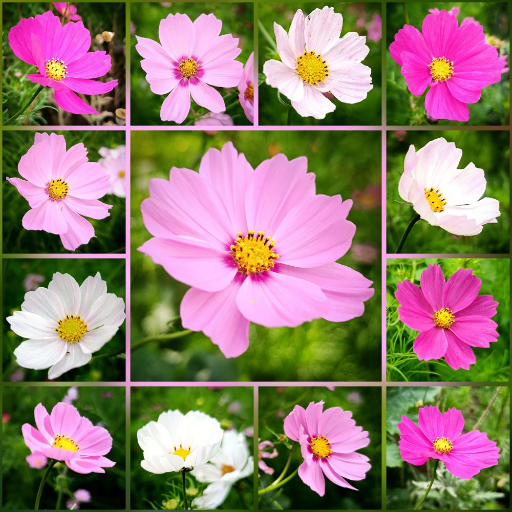 Collage aus 13 Fotos mit verschiedenfarbigen Cosmea-Blüten, pink, rosa und weiß.