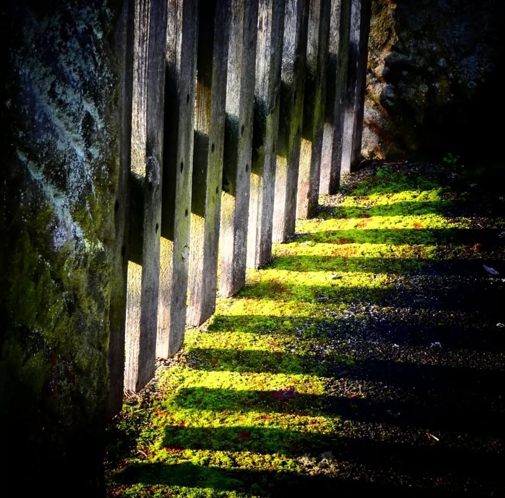 Ein Holzzaun, durch den Sonnenlicht auf einen Weg fällt, der mit Moos bedeckt ist. Das Moos leuchtet grün, wo die Sonne hin fällt.