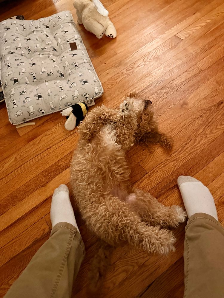 My dog lying upside down at my feet 