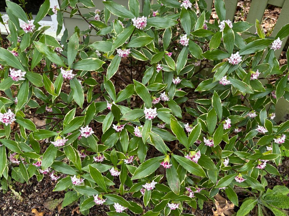 Tiny white pinkish flowers on variegated leaves.