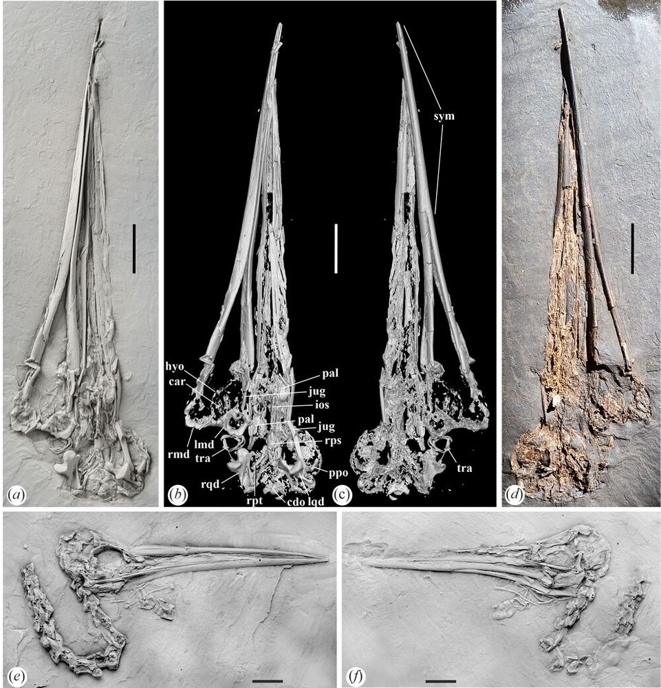 From paper: Figure 1. Skulls of Aenigmatorhynchus rarus from the latest early or earliest middle Eocene of Messel in Germany. (a) The holotype specimen (SMF-ME 11857A) coated with ammonium chloride. (b), (c) µCT scans of the holotype. (d) The holotype before it was transferred to artificial resin (photograph by Bruno Behr). (e), (f) a referred skull of Ae. rarus in the Pohl collection (PBP-MES−590A+B); coated with ammonium chloride. Abbreviations: car, cartilago arytenoidea; cdo, condylus occipitalis; hyo, hyoid apparatus; ios, ventral margin of interorbital septum; jug, jugal bar; lmd, articular (caudal) end of left mandibular ramus; lqd, left quadrate; pal, palatine (os palatinum); ppo, processus postorbitalis; rmd, articular (caudal) end of right mandibular ramus; rps, rostrum parasphenoidale; rpt, right pterygoid; rqd, right quadrate; sym, symphysis mandibulae; tra, tracheal rings. The scale bars equal 10 mm.