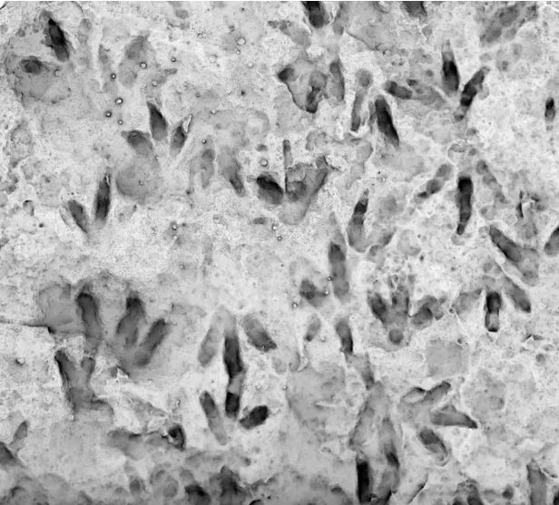 Caption on photo: "The boulder containing one of the highest concentrations of dinosaur footprints in Australia. Photograph: University of Queensland"

The picture has a lot of three-toed footprints going in various directions, many overlapping each other.  The picture is largely shades of blacks, whites and grays.