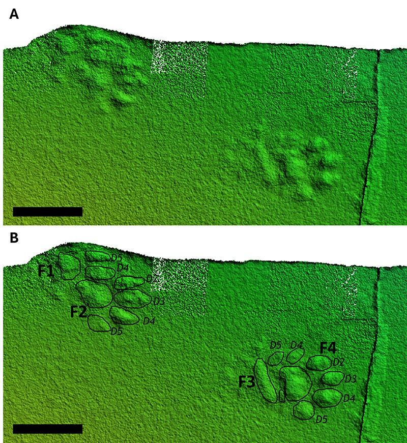 Two well-preserved paw prints.
From the paper: "Each track is composed of one center pad impression and four ovoid digit impressions forming a semicircle in front of the center pad. The long axis of the digital pads points outward away from the center of the track and the ends of each digital pad lack digit claw impressions. The digital pads of F1 and F3 are slightly obscured due to the overprinting from F2 and F4."