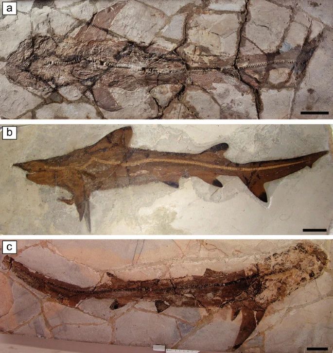 GORGEOUS pictures of three fossil sharks: The carcharhiniform Galeorhinus cuvieri (Agassiz, 1835) from the Eocene Bolca Konservat-Lagerstätte: a MNHN F.Bol516, holotype; b MCSNV T.1124; c MCSNV VII.B.97. Scale bars 50 mm