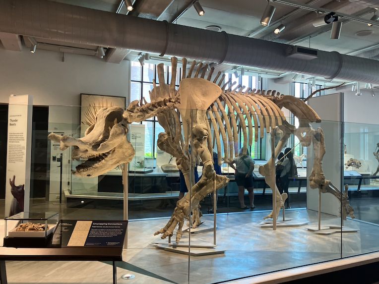 Seen from the side, a four-legged mammal with a unique horn at the tip of its snout.  Displayed as though walking; positioned in the middle of the room with fossil displays of other species on either side.
