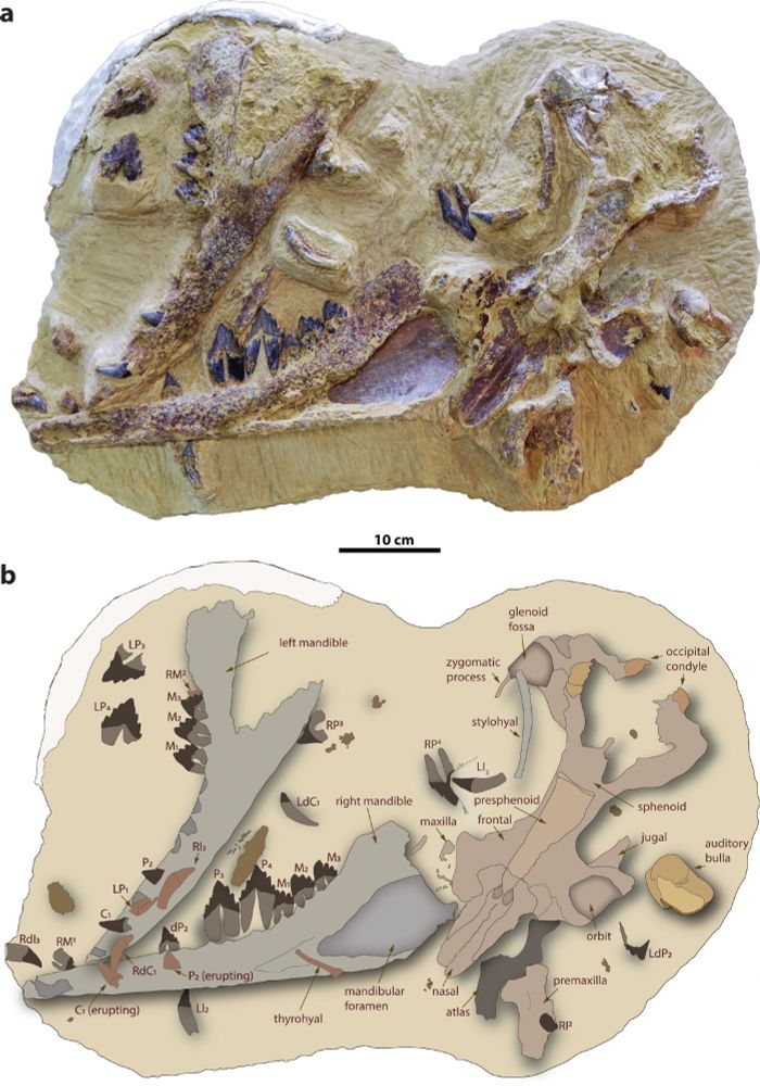 Fig. 1: Tutcetus rayanensis (MUVP 501, holotype).