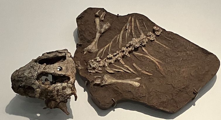 Fossil skull near a slab with ribs, spine and two limbs.  Displayed against an eggshell-colored background
