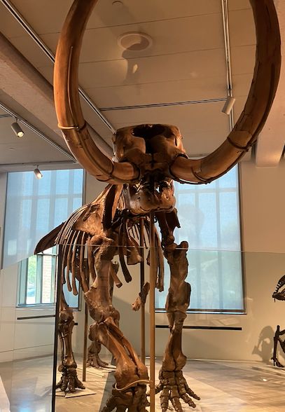 View of a complete mastodon fossil on display, posed at though walking forward.  