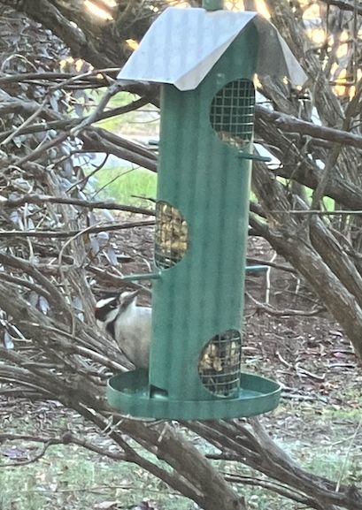 A downy woodpecker peeks around the side of the green cylindrical feeder in a bush. The branches have no leaves, so the ground below is visible.