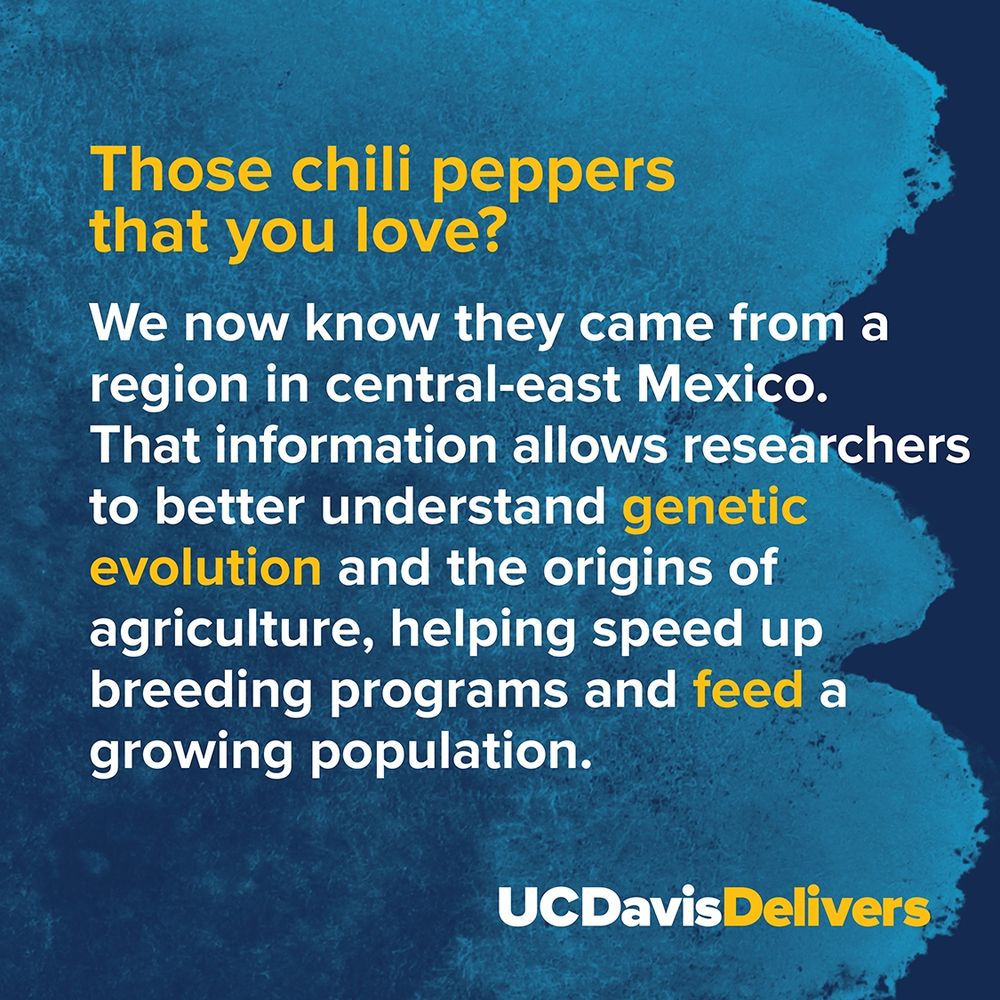  Text on a blue background "Those chili peppers that you love? We now know they came from a region in central-east Mexico. That information allows researchers to better understand genetic evolution and the origins of agriculture, helping speed up breeding programs and feed a growing population." UC Davis Delivers graphic in the lower right corner.