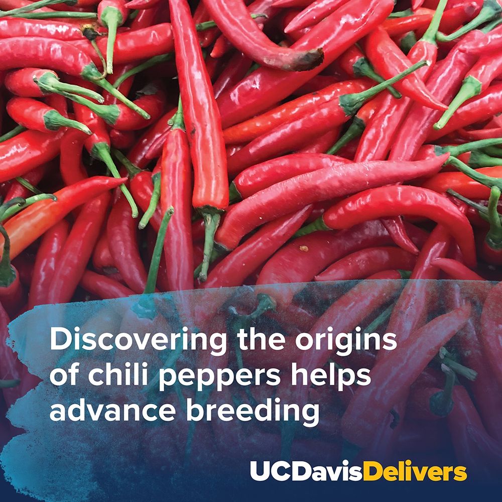 Image of a large pile of red chili peppers with a text overlay reading 'Discovering the origins of chili peppers helps advance breeding' and the logo of UC Davis Delivers.