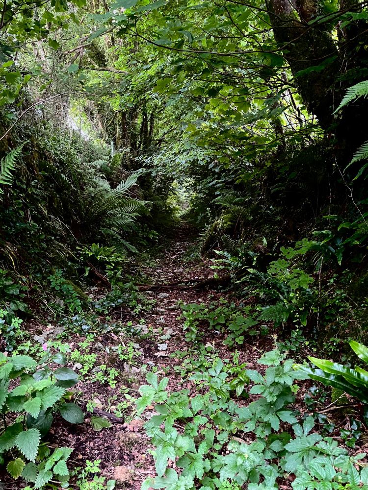 a holloway edged with trees and ferns. extremely magical vibes