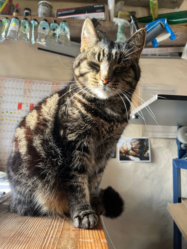 a tabby cat sat on a desk in sunlight