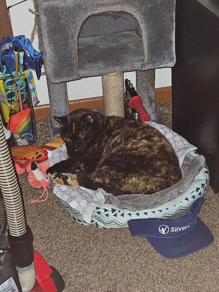 A fat tortie cat in a pet bed