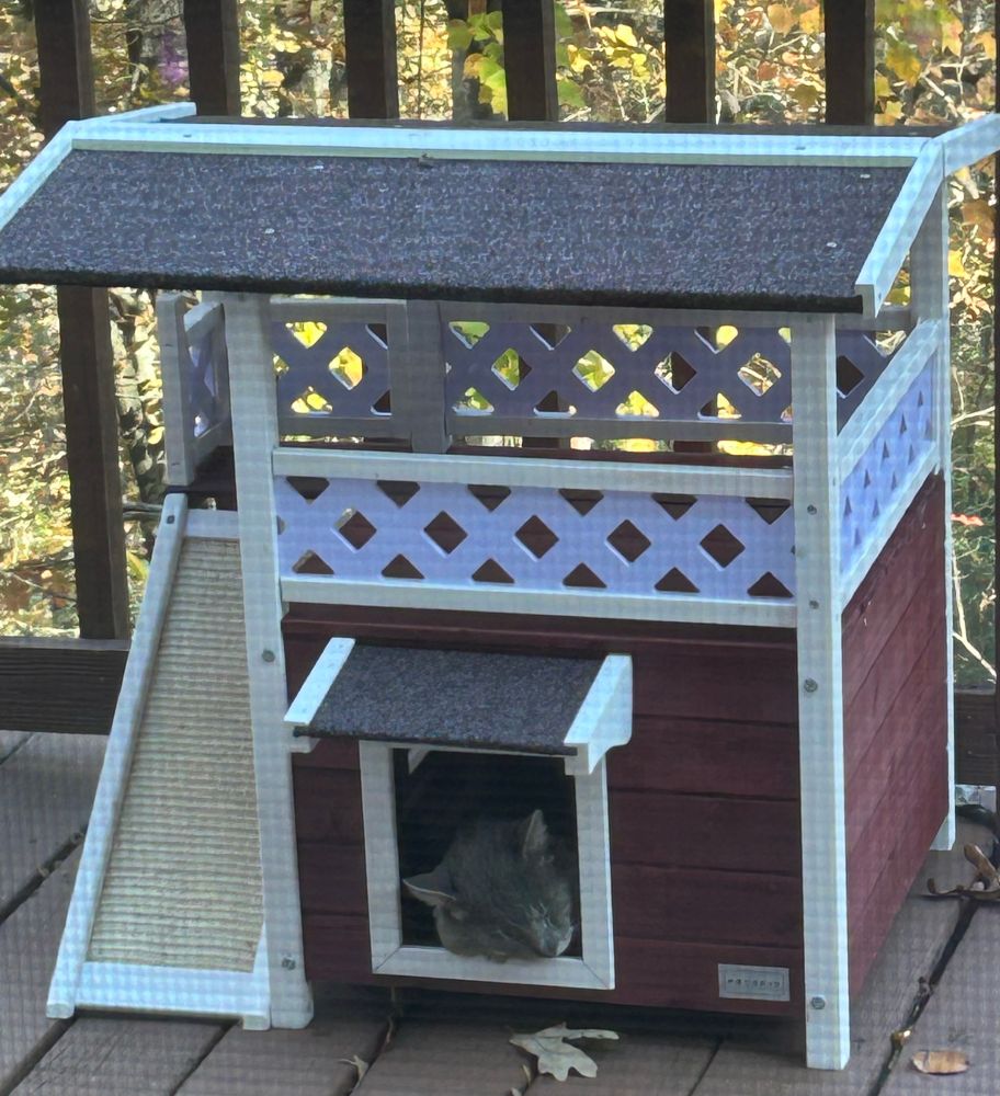 A grey cat’s head pokes out of the door of a tiny little house on a deck. He is perfect and Jessica hopes she can convince him that it’s safe and warm and nice inside her house. 