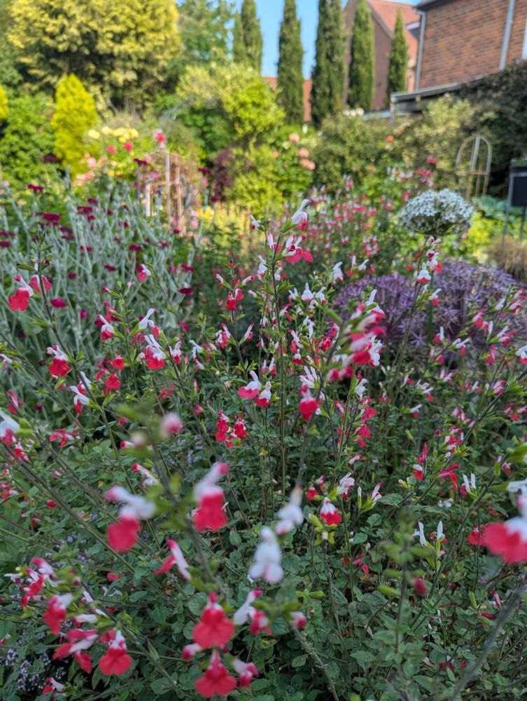 Close up of hotlips salvia and alliums