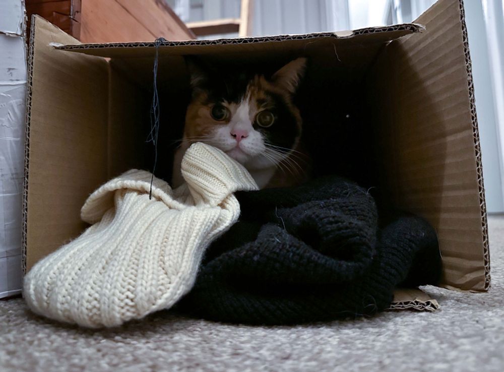 A Calico cat hides in a box behind a wall of scarves
