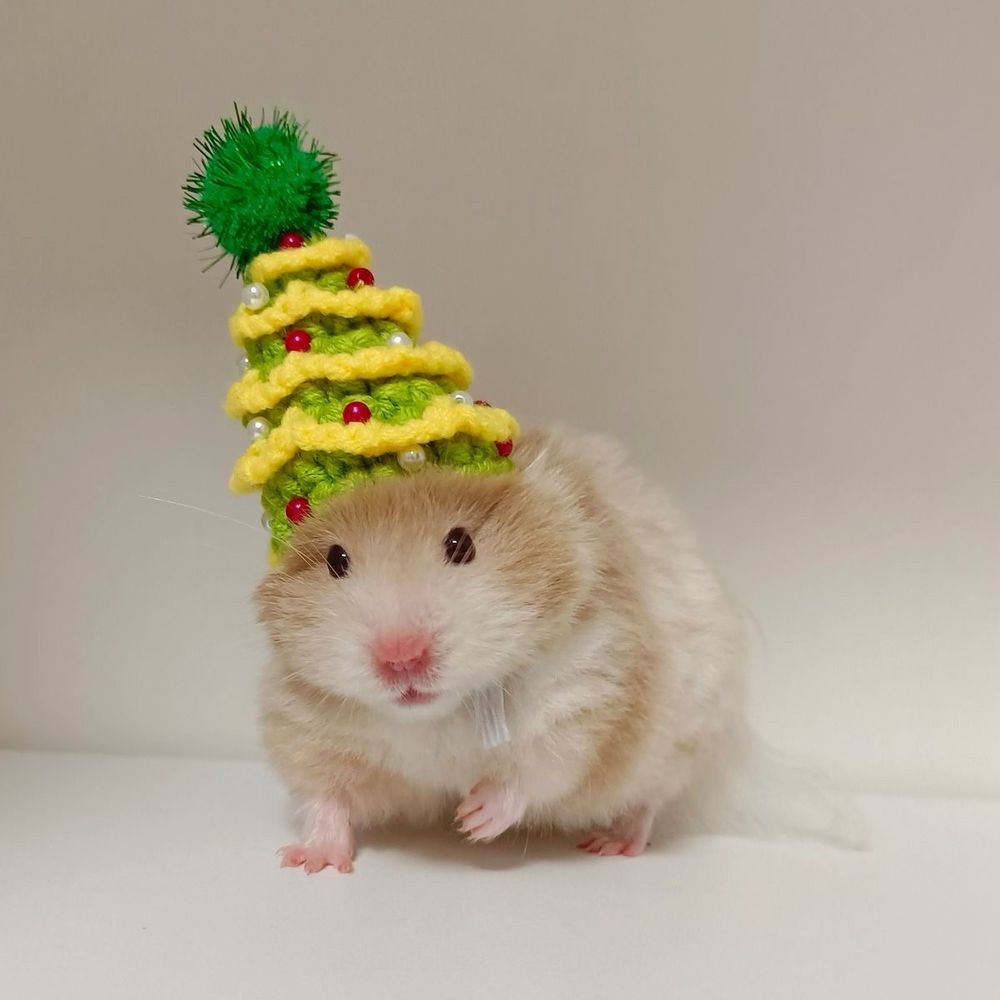 Hamster wearing a tiny knitted Xmas tree hat 
