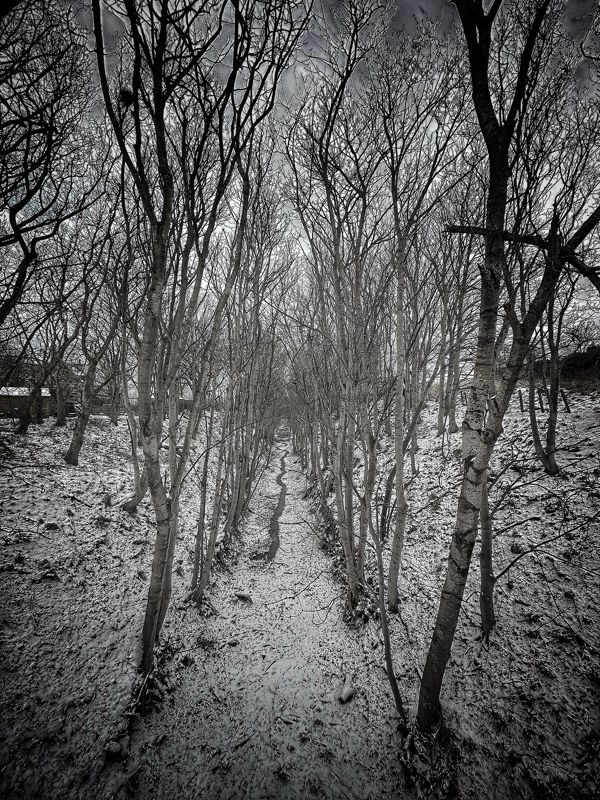 Snow along the old railway track