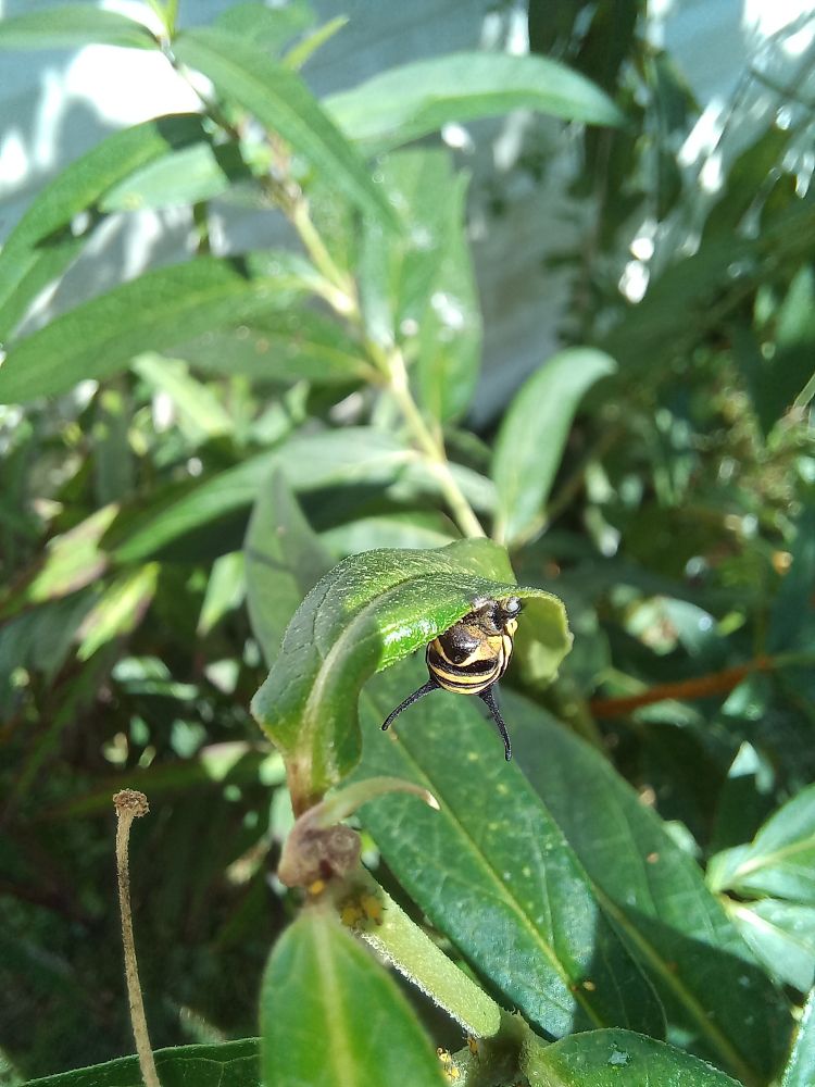 Monarch caterpillar just starting to shed its skin. 
