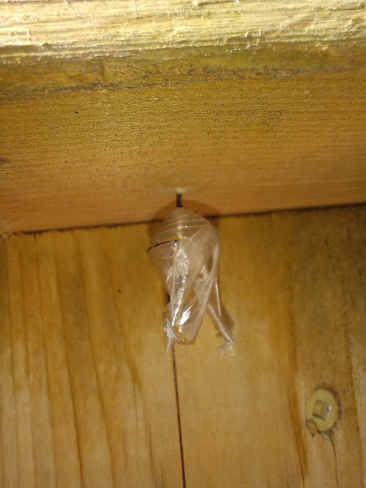 The empty monarch pupa
