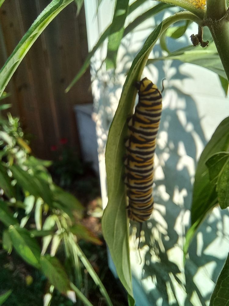 Monarch caterpillar on milkweed in the garden. Possibly 5th instar. White dots visible on the legs. 