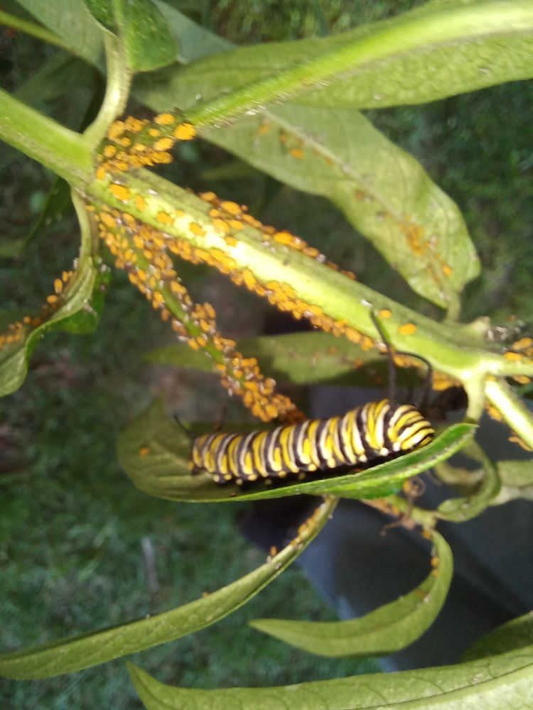 Smaller 5th instar monarch caterpillar with small yellow bugs on the milkweed. 