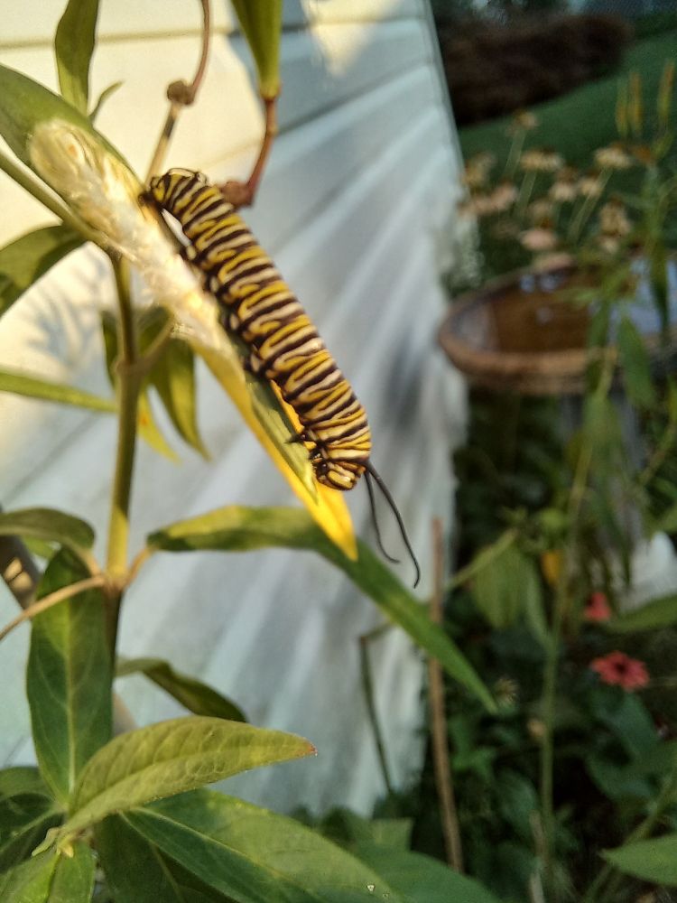 A monarch caterpillar eating a milkweed seed pod. 