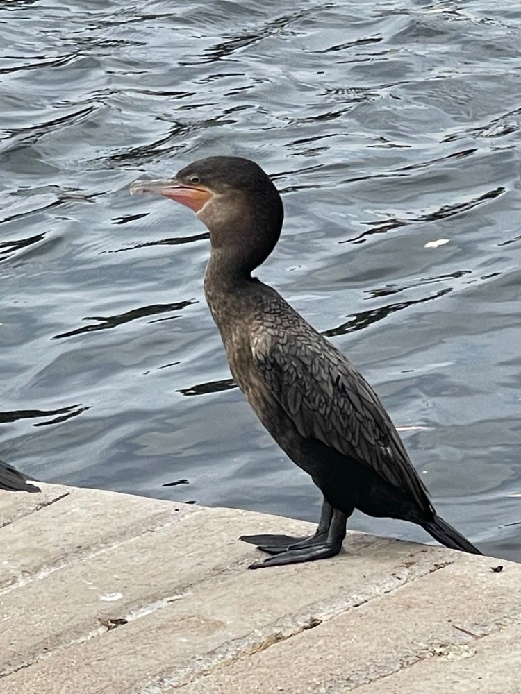 A cormorant on the decking of the Reid Park duck pond in Tucson, AZ