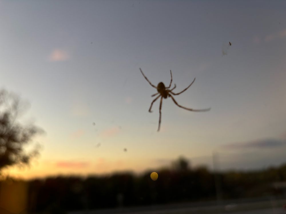 A spider dangling upside down making its web in a window with a background of a sunset sky. 