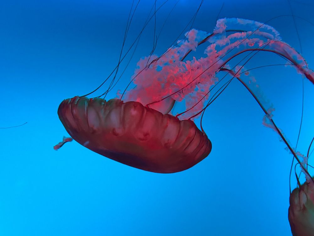 A red jelly-fish; crown faced downward with its long tentacles flowing up and away to the right as it moves.