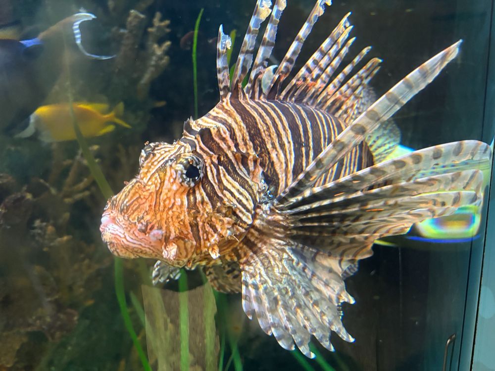 Picture of a spiky lion fish; the spikes on the spine and fins almost look like feathers of gold and brown stripes