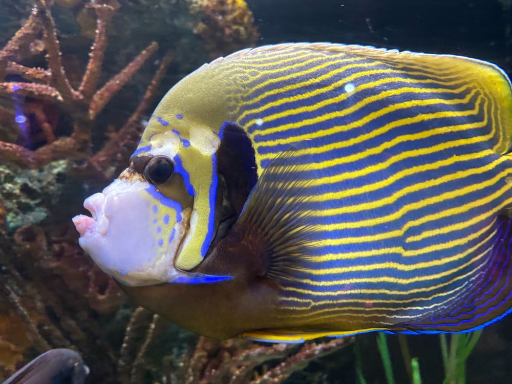 Blue and gold striped fish with a profile that shows quite an underbite....