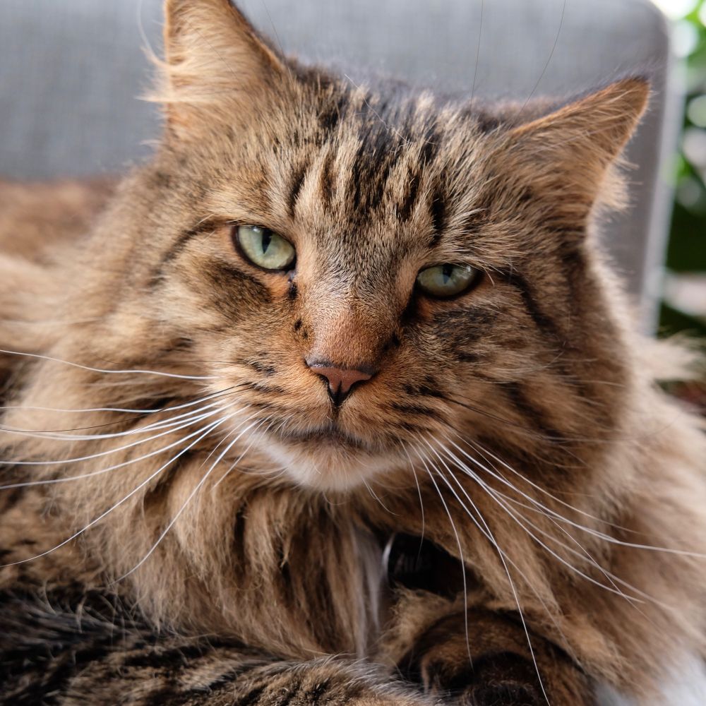 A glamour shot of Atlas (a cat) in his prime.