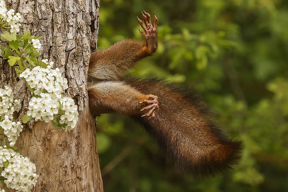 Spectacular Finalists of the 2024 Nikon Comedy Wildlife Photography Awards – Design You Trust — Design Daily Since 2007