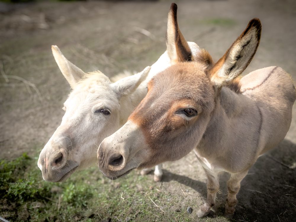 2 Esel am Zaun