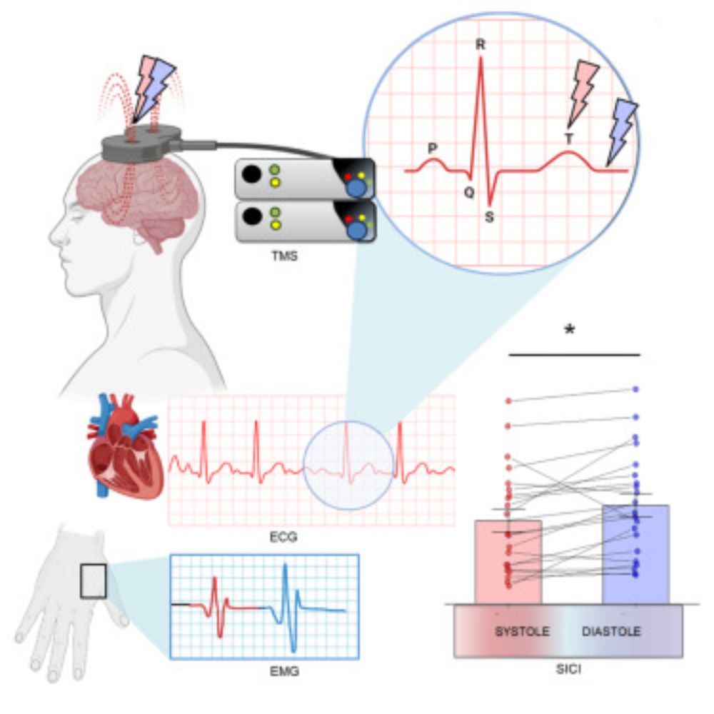 When the heart inhibits the brain: cardiac phases modulate Short-interval intracortical inhibition