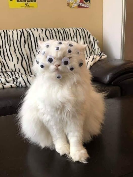 a fluffy white cat with googly eyes stuck all over their head