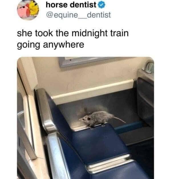 Pic of an opossum on a train

"She took the midnight train going anywhere"