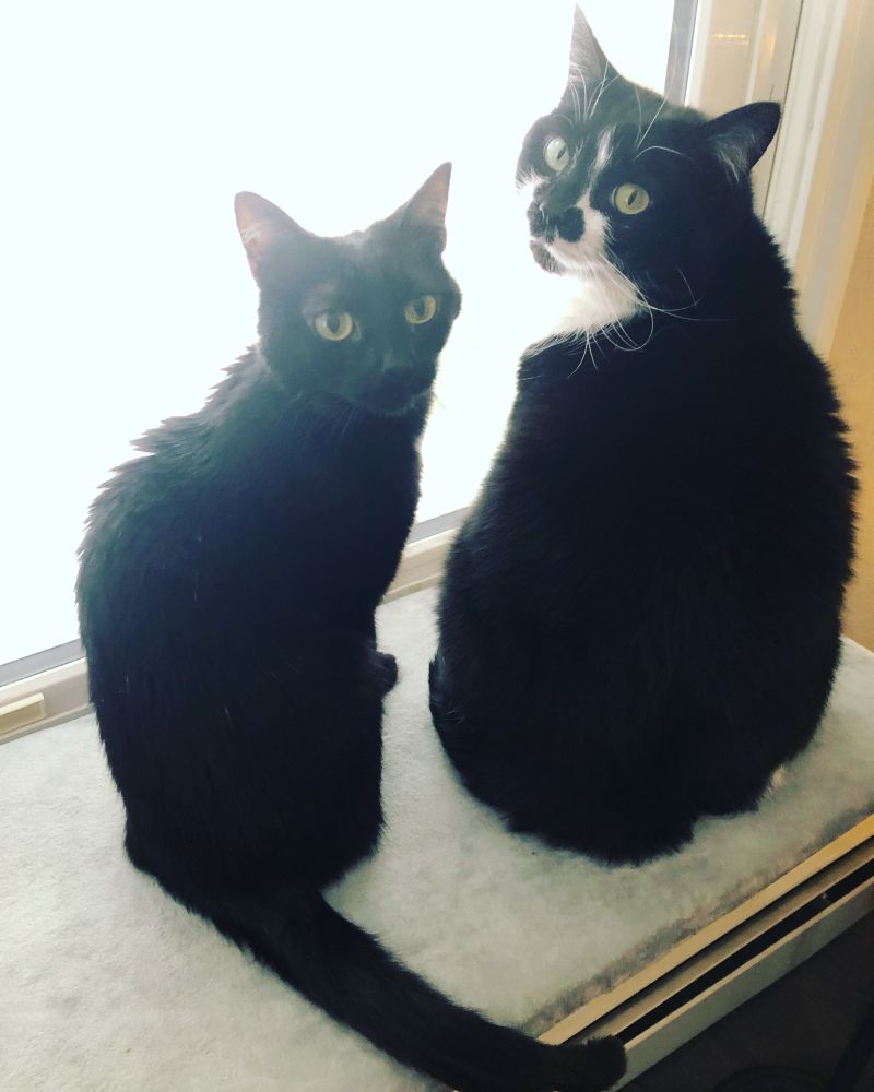 Luna, left, and Penny, right. Two cats looking at the camera.