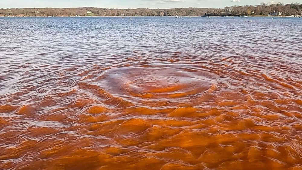 That red dye in Oyster Bay Harbor is part of a shellfish protection study