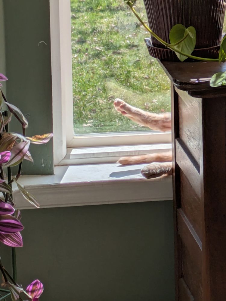 Cat feet and tail sticking out