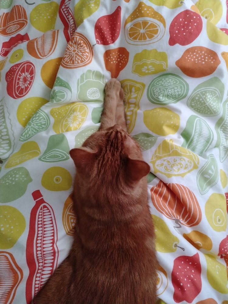 Photo of orange cat doing an impression of a carrot when sitting on a fruit and vegetable patterned duvet.