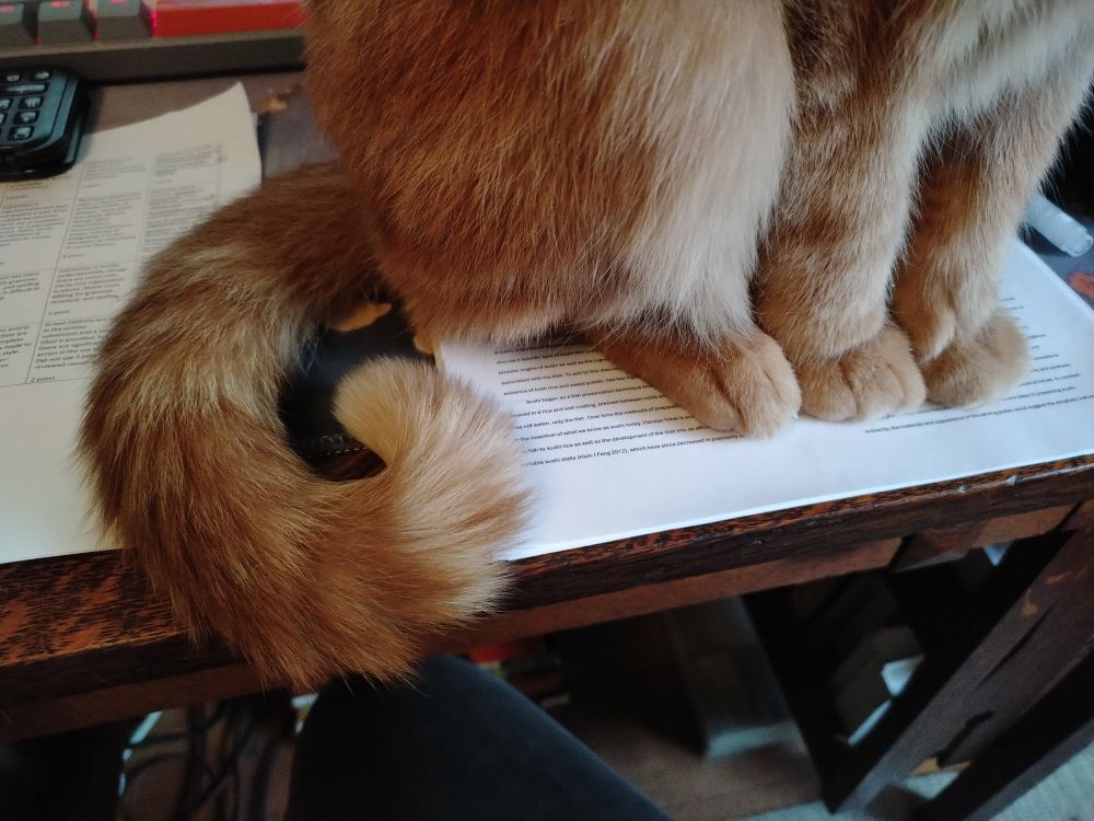 Orange cat tail and feet sitting on papers on wooden desk