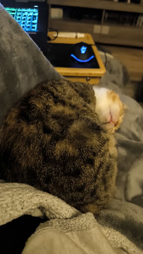 Sora eingerollt zu einer Kugel auf meinem Schoß. 